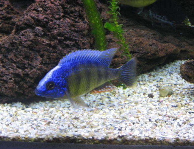 freshwater fish - protomelas steveni - taiwan reef stocking in 225 gallons tank - Taiwan reef freshwater fish - protomelas steveni - taiwan reef stocking in 225 gallons tank - Taiwan reef