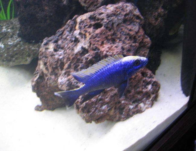 freshwater fish - otopharynx lithobates - yellow blaze stocking in 225 gallons tank - Otopharynx lithobates zimbawe rocks (Yellow Blaze) freshwater fish - otopharynx lithobates - yellow blaze stocking in 225 gallons tank - Otopharynx lithobates zimbawe rocks (Yellow Blaze)