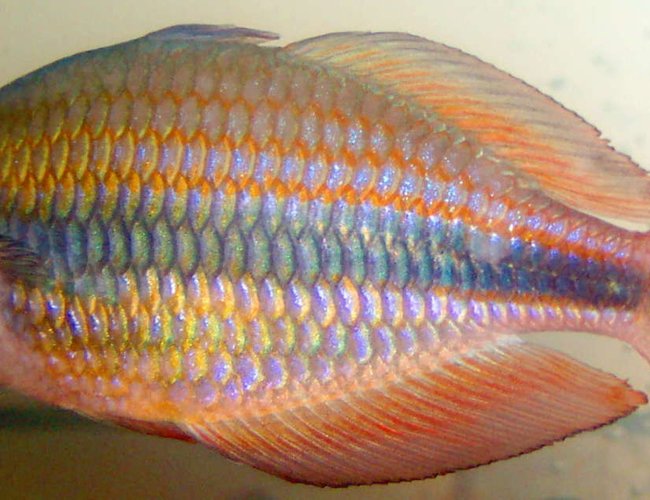 freshwater fish - melanotaenia trifasciata - banded rainbowfish stocking in 125 gallons tank - banded rainbowfish freshwater fish - melanotaenia trifasciata - banded rainbowfish stocking in 125 gallons tank - banded rainbowfish