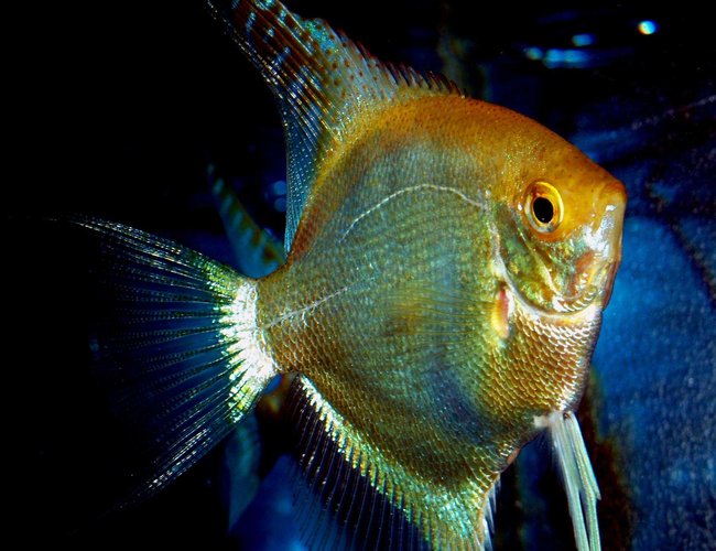 freshwater fish - pterophyllum sp. - gold veil angel stocking in 87 gallons tank - Dom male angel freshwater fish - pterophyllum sp. - gold veil angel stocking in 87 gallons tank - Dom male angel