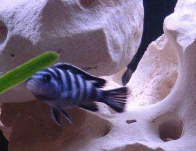 freshwater fish - pseudotropheus demasoni - demasoni cichlid stocking in 75 gallons tank - Demasoni freshwater fish - pseudotropheus demasoni - demasoni cichlid stocking in 75 gallons tank - Demasoni