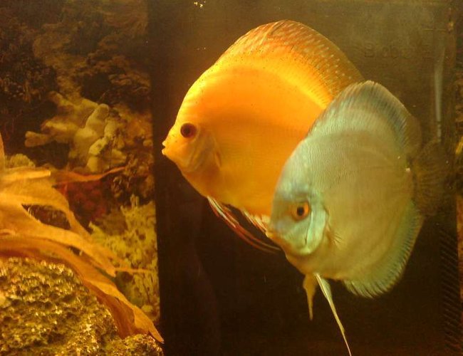 freshwater fish - symphysodon aequifaciatus haraldi - turquoise blue discus stocking in 40 gallons tank - Discus Turquoise Blue freshwater fish - symphysodon aequifaciatus haraldi - turquoise blue discus stocking in 40 gallons tank - Discus Turquoise Blue