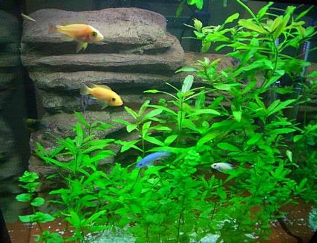 freshwater fish - pseudotropheus estherae - red zebra cichlid stocking in 140 gallons tank - LOVE MY FISH TANK I HOPE YOU LIKE IT TO freshwater fish - pseudotropheus estherae - red zebra cichlid stocking in 140 gallons tank - LOVE MY FISH TANK I HOPE YOU LIKE IT TO