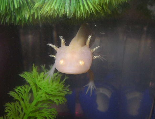 freshwater fish - ambystoma mexicanum - axolotl stocking in 55 gallons tank - Brikemond's Axolotl (in another tank): Mya freshwater fish - ambystoma mexicanum - axolotl stocking in 55 gallons tank - Brikemond's Axolotl (in another tank): Mya