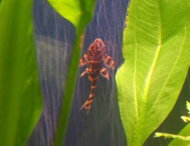freshwater fish - panaque maccus - clown pleco stocking in 90 gallons tank - Clown Pleco freshwater fish - panaque maccus - clown pleco stocking in 90 gallons tank - Clown Pleco