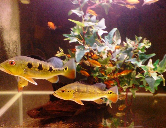 freshwater fish - cichlia ocellaris - peacock bass (ocellaris) stocking in 67 gallons tank - Original Amazon tucunares or peacock bass or pavons being deported and home grown worldwide , even to the far east, into ASIA. these indigneneous fish are cichlids and freshwater and are typically bass look alike and can be domestic ornamental fish in the fish or in the ponds, like gold fish & kois, these fishes are beautiful indeed. Just look at the appearence and colours , showing off multi coloured brilliant pastel and attractive shades. They can grow large up to 24" so a larger tank like 150 gal or 6 ft tanks. A wonder to own inside your living room and garden! What you see in this enclosure are juvenile or young ones, there is a C. Orinocensis, a Speckled pavon and a C. Monoculus here, enjoy! freshwater fish - cichlia ocellaris - peacock bass (ocellaris) stocking in 67 gallons tank - Original Amazon tucunares or peacock bass or pavons being deported and home grown worldwide , even to the far east, into ASIA. these indigneneous fish are cichlids and freshwater and are typically bass look alike and can be domestic ornamental fish in the fish or in the ponds, like gold fish & kois, these fishes are beautiful indeed. Just look at the appearence and colours , showing off multi coloured brilliant pastel and attractive shades. They can grow large up to 24" so a larger tank like 150 gal or 6 ft tanks. A wonder to own inside your living room and garden! What you see in this enclosure are juvenile or young ones, there is a C. Orinocensis, a Speckled pavon and a C. Monoculus here, enjoy!