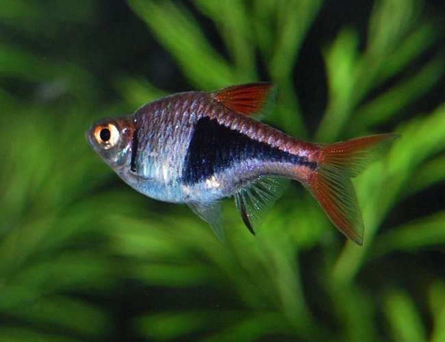freshwater fish - rasbora heteromorpha - harlequin rasbora stocking in 75 gallons tank - Harlequin Rasbora freshwater fish - rasbora heteromorpha - harlequin rasbora stocking in 75 gallons tank - Harlequin Rasbora