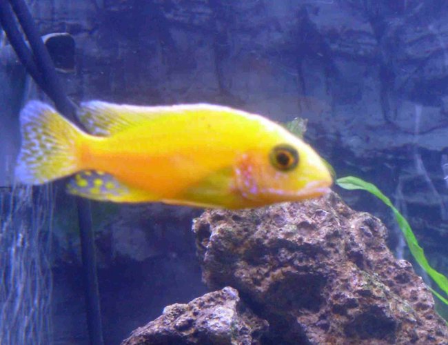 freshwater fish - pseudotropheus estherae - red zebra cichlid stocking in 90 gallons tank - yellow peacock african cichlid freshwater fish - pseudotropheus estherae - red zebra cichlid stocking in 90 gallons tank - yellow peacock african cichlid