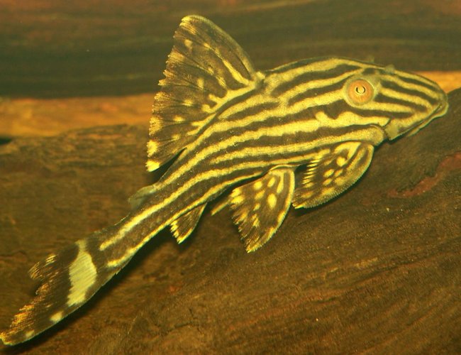 freshwater fish - panaque nigrolineatus - gold royal pleco (l-027) stocking in 47 gallons tank - Poor little chap found him dead this morning :( Very sad about it.
R.I.P
13th September 2007 freshwater fish - panaque nigrolineatus - gold royal pleco (l-027) stocking in 47 gallons tank - Poor little chap found him dead this morning :( Very sad about it.
R.I.P
13th September 2007