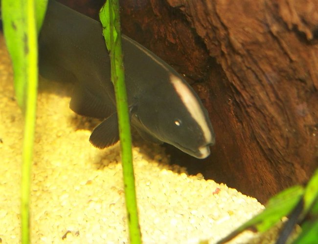 freshwater fish - apteronotus albifrons - black ghost knifefish stocking in 47 gallons tank - A close up head shot of my Knife fish. freshwater fish - apteronotus albifrons - black ghost knifefish stocking in 47 gallons tank - A close up head shot of my Knife fish.