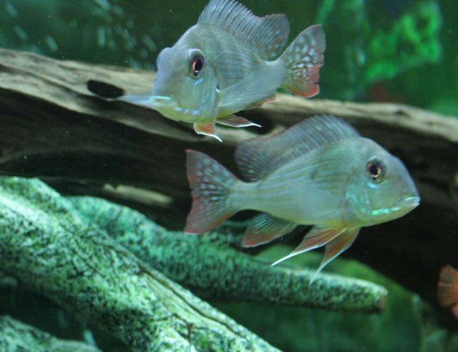 freshwater fish - gymnogeophagus surinamensis - surinamen geophagus stocking in 53 gallons tank - Geophagus freshwater fish - gymnogeophagus surinamensis - surinamen geophagus stocking in 53 gallons tank - Geophagus
