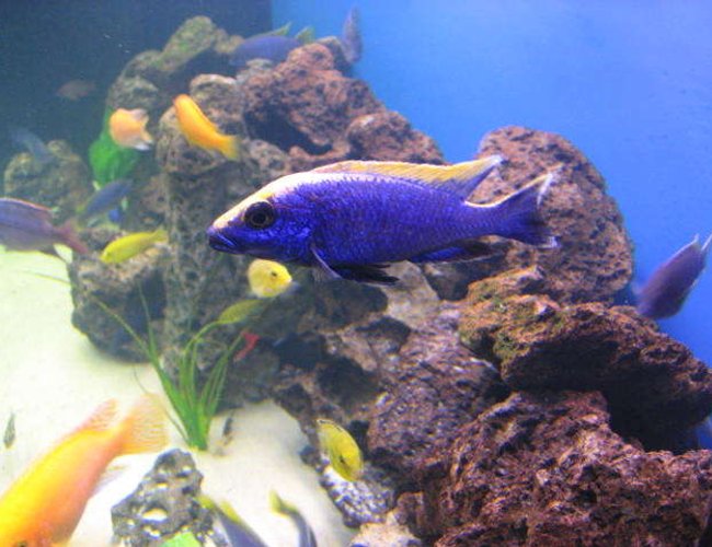 freshwater fish - otopharynx lithobates - yellow blaze stocking in 225 gallons tank - otopharynx lithobates zimbawe rocks (yellow blaze) freshwater fish - otopharynx lithobates - yellow blaze stocking in 225 gallons tank - otopharynx lithobates zimbawe rocks (yellow blaze)