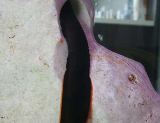 freshwater fish - mastacembelus erythrotaenia - fire eel stocking in 138 gallons tank - fire EEL freshwater fish - mastacembelus erythrotaenia - fire eel stocking in 138 gallons tank - fire EEL