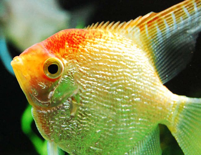 freshwater fish - pterophyllum sp. stocking in 75 gallons tank - Angelfish freshwater fish - pterophyllum sp. stocking in 75 gallons tank - Angelfish