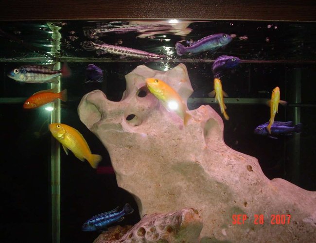 freshwater fish - pseudotropheus estherae - red zebra cichlid stocking in 138 gallons tank - some of my colours freshwater fish - pseudotropheus estherae - red zebra cichlid stocking in 138 gallons tank - some of my colours