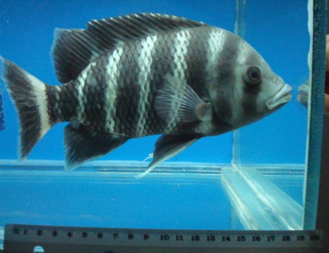freshwater fish - tilapia buttikoferi - zebra tilapia stocking in 138 gallons tank - my 20 cm Zebra . (Tilapia buttikoferi) freshwater fish - tilapia buttikoferi - zebra tilapia stocking in 138 gallons tank - my 20 cm Zebra . (Tilapia buttikoferi)