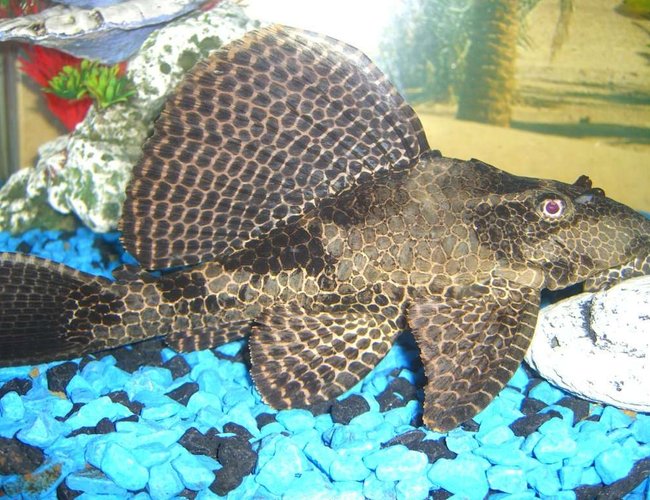 freshwater fish - pseudoacanthicus spinosus - chocolate chip spiny pleco (l-160) stocking in 60 gallons tank - pelco freshwater fish - pseudoacanthicus spinosus - chocolate chip spiny pleco (l-160) stocking in 60 gallons tank - pelco