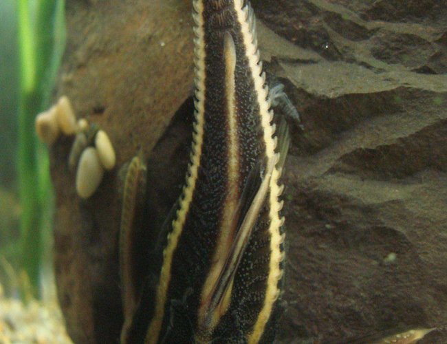 freshwater fish - platydoras costatus - striped raphael catfish stocking in 200 gallons tank - Raphael catfish freshwater fish - platydoras costatus - striped raphael catfish stocking in 200 gallons tank - Raphael catfish