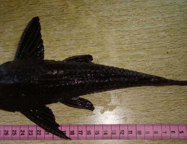 freshwater fish - hypostomus plecostomus - common pleco stocking in 138 gallons tank - my 30 cm (12") common pleco freshwater fish - hypostomus plecostomus - common pleco stocking in 138 gallons tank - my 30 cm (12") common pleco