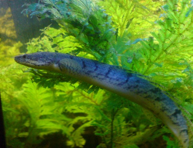 freshwater fish - polypterus delhezi - delhezi bichir stocking in 48 gallons tank - The monster that lies beneath! The stunning Delhezi birchir, is such an interesting species, is currently about 6 inches long, and a joy to have freshwater fish - polypterus delhezi - delhezi bichir stocking in 48 gallons tank - The monster that lies beneath! The stunning Delhezi birchir, is such an interesting species, is currently about 6 inches long, and a joy to have
