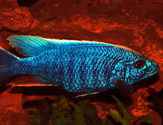 freshwater fish - sciaenochromis fryeri - electric blue hap stocking in 169 gallons tank - Electric Blue freshwater fish - sciaenochromis fryeri - electric blue hap stocking in 169 gallons tank - Electric Blue