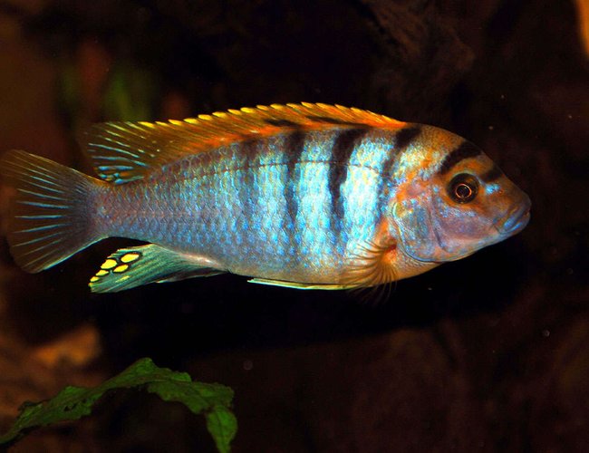 freshwater fish - labidochromis sp. - hongi stocking in 169 gallons tank - Hongi freshwater fish - labidochromis sp. - hongi stocking in 169 gallons tank - Hongi