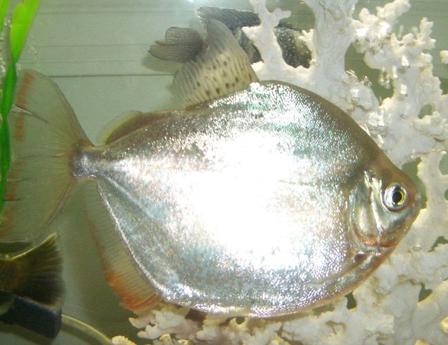 freshwater fish - metynnis argenteus - silver dollar stocking in 42 gallons tank - large silver dollar
female freshwater fish - metynnis argenteus - silver dollar stocking in 42 gallons tank - large silver dollar
female