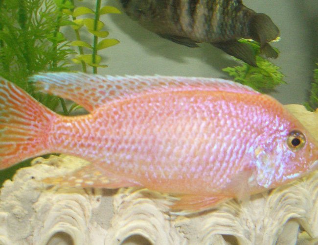 freshwater fish - aulonocara sp. - strawberry peacock cichlid stocking in 42 gallons tank - male freshwater fish - aulonocara sp. - strawberry peacock cichlid stocking in 42 gallons tank - male