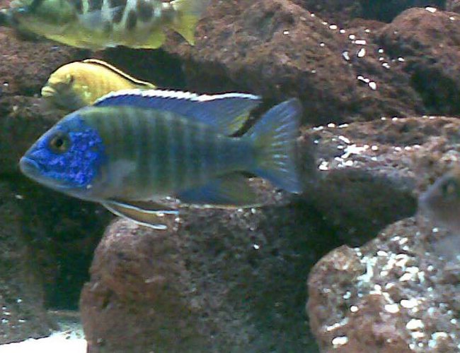 freshwater fish - aulonocara stuartgranti - peacock cichlid stocking in 120 gallons tank - the three amigos,three of my peacocks. freshwater fish - aulonocara stuartgranti - peacock cichlid stocking in 120 gallons tank - the three amigos,three of my peacocks.