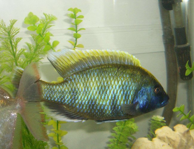 freshwater fish - nimbochromis venustus - venustus cichlid stocking in 42 gallons tank - venustus
wild caught male freshwater fish - nimbochromis venustus - venustus cichlid stocking in 42 gallons tank - venustus
wild caught male
