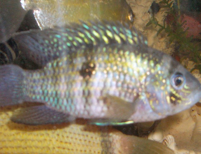 freshwater fish - aequidens pulcher - blue acara stocking in 42 gallons tank - blue acara freshwater fish - aequidens pulcher - blue acara stocking in 42 gallons tank - blue acara