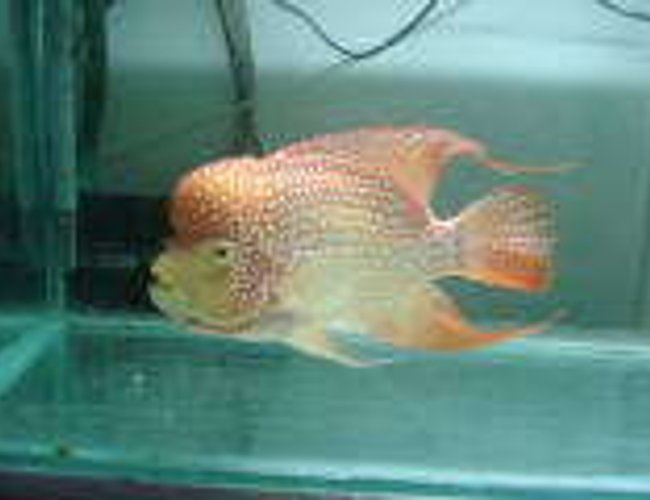 freshwater fish - herichthys cynoguttatus - red texas cichlid stocking in 75 gallons tank - My Super Red Texas freshwater fish - herichthys cynoguttatus - red texas cichlid stocking in 75 gallons tank - My Super Red Texas