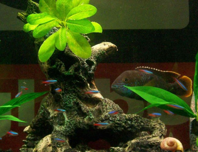 freshwater fish - paracheirodon innesi - neon tetra jumbo stocking in 34 gallons tank - I see Tetra... mmmmmm freshwater fish - paracheirodon innesi - neon tetra jumbo stocking in 34 gallons tank - I see Tetra... mmmmmm