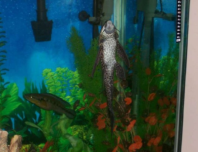 freshwater fish - glyptoperichthys gibbiceps - sailfin pleco (l-83) stocking in 140 gallons tank - Large pleco freshwater fish - glyptoperichthys gibbiceps - sailfin pleco (l-83) stocking in 140 gallons tank - Large pleco