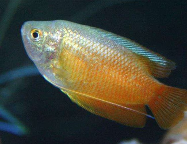 freshwater fish - colisa lalia - dwarf gourami stocking in 80 gallons tank - Dwarf Gourami 5 freshwater fish - colisa lalia - dwarf gourami stocking in 80 gallons tank - Dwarf Gourami 5