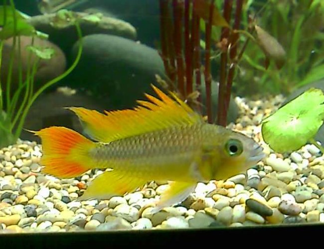 freshwater fish - apistogramma cacatuoides - orange cockatoo cichlid stocking in 16 gallons tank - my apistogramma cacatuoides. my very first male. freshwater fish - apistogramma cacatuoides - orange cockatoo cichlid stocking in 16 gallons tank - my apistogramma cacatuoides. my very first male.
