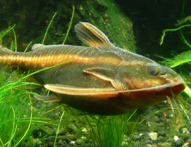 freshwater fish - platydoras costatus - striped raphael catfish stocking in 46 gallons tank - Striped Raphael Catfish 10.25.07 freshwater fish - platydoras costatus - striped raphael catfish stocking in 46 gallons tank - Striped Raphael Catfish 10.25.07