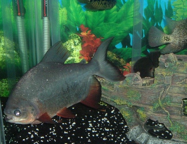 freshwater fish - piaractus brachypomum - red belly pacu stocking in 140 gallons tank - red belly pacu freshwater fish - piaractus brachypomum - red belly pacu stocking in 140 gallons tank - red belly pacu