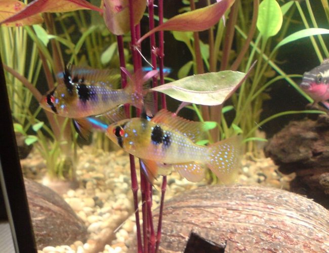 freshwater fish - papiliochromis ramirezi - german blue ram stocking in 16 gallons tank - 2 blue rams and my red bellied krib in the background. freshwater fish - papiliochromis ramirezi - german blue ram stocking in 16 gallons tank - 2 blue rams and my red bellied krib in the background.