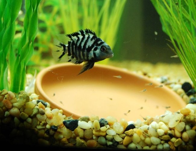 freshwater fish - archocentrus nigrofasciatus - black convict cichlid stocking in 20 gallons tank - Convict with her new babies! freshwater fish - archocentrus nigrofasciatus - black convict cichlid stocking in 20 gallons tank - Convict with her new babies!