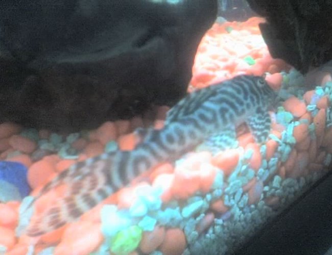 freshwater fish - hypancistrus sp. - queen arabesque pleco stocking in 30 gallons tank - my pleco freshwater fish - hypancistrus sp. - queen arabesque pleco stocking in 30 gallons tank - my pleco