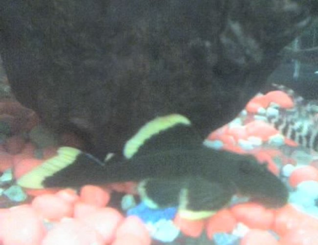 freshwater fish - hypostomus plecostomus - suckermouth catfish stocking in 30 gallons tank - my pleco freshwater fish - hypostomus plecostomus - suckermouth catfish stocking in 30 gallons tank - my pleco