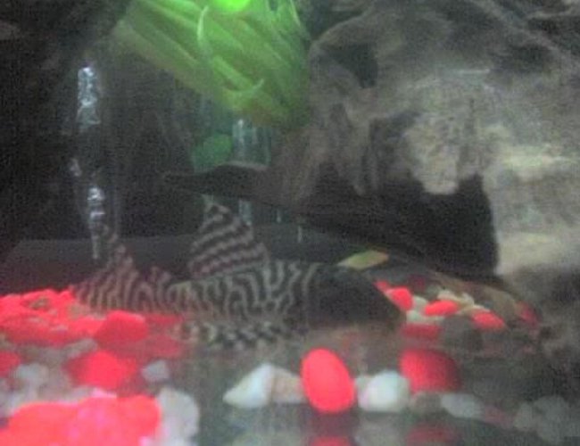 freshwater fish - hypancistrus sp. - queen arabesque pleco stocking in 30 gallons tank - my pleco freshwater fish - hypancistrus sp. - queen arabesque pleco stocking in 30 gallons tank - my pleco