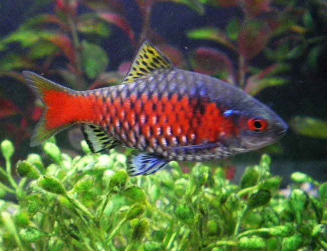 freshwater fish - puntius conchonius - rosy barb stocking in 75 gallons tank - my barbs in prime health freshwater fish - puntius conchonius - rosy barb stocking in 75 gallons tank - my barbs in prime health