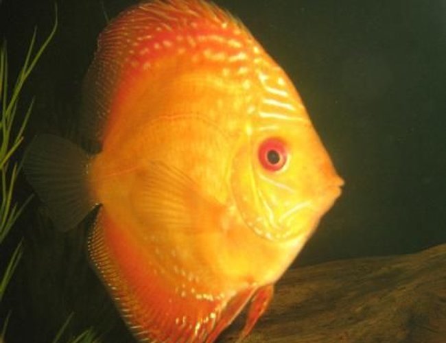 freshwater fish - symphysodon sp. - red marlboro discus stocking in 110 gallons tank - 5in. male marlboro red freshwater fish - symphysodon sp. - red marlboro discus stocking in 110 gallons tank - 5in. male marlboro red