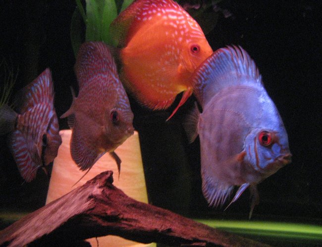 freshwater fish - symphysodon sp. - blue diamond discus stocking in 110 gallons tank - some discus juvies Red turquise, leopard snakeskin, marlboro red, royal turquise. freshwater fish - symphysodon sp. - blue diamond discus stocking in 110 gallons tank - some discus juvies Red turquise, leopard snakeskin, marlboro red, royal turquise.