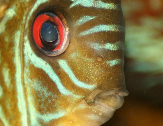 freshwater fish - symphysodon sp. - tefé green discus stocking in 422 gallons tank - Close up of green discus freshwater fish - symphysodon sp. - tefé green discus stocking in 422 gallons tank - Close up of green discus