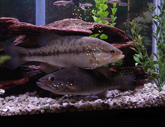 freshwater fish - micropterus salmoides - largemouth bass - heads or tails? freshwater fish - micropterus salmoides - largemouth bass - heads or tails?