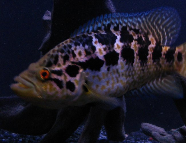 freshwater fish - nandopsis managuense - managuense cichlid stocking in 55 gallons tank - My 8" Managuense freshwater fish - nandopsis managuense - managuense cichlid stocking in 55 gallons tank - My 8" Managuense