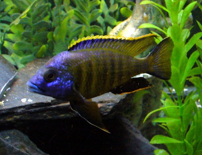 freshwater fish - placidochromis sp. - placidochromis stocking in 110 gallons tank - Sunny Placidiochromis Electra "Mandalawi" freshwater fish - placidochromis sp. - placidochromis stocking in 110 gallons tank - Sunny Placidiochromis Electra "Mandalawi"